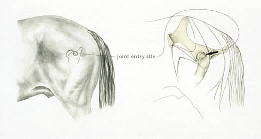 Equine Lameness Investigation